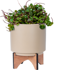 Peperomia Prostrata | String of Turtles (S)