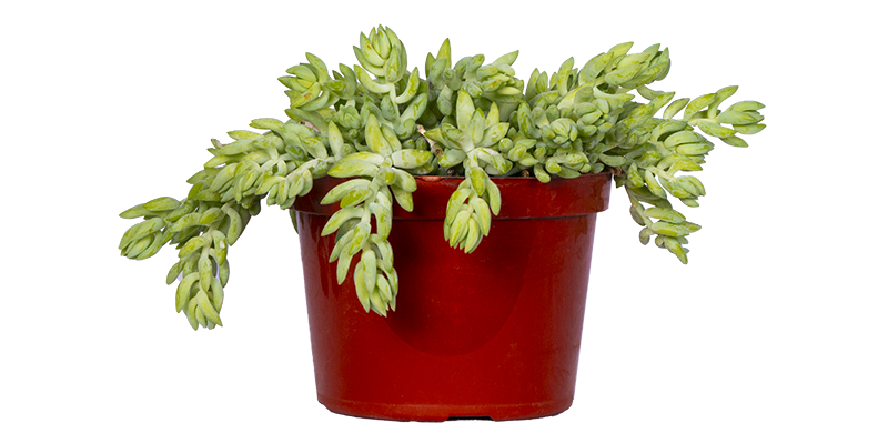 Sedum Morganianum | String of Donkey Tail (M)