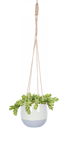 Sedum Morganianum | String of Donkey Tail (M)