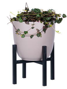 Ceropegia Woodii | String of Hearts (M)