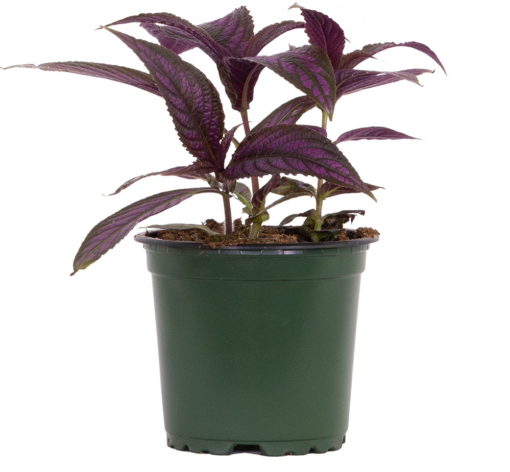 Strobilanthes Dyeriana | Persian Shield (S)