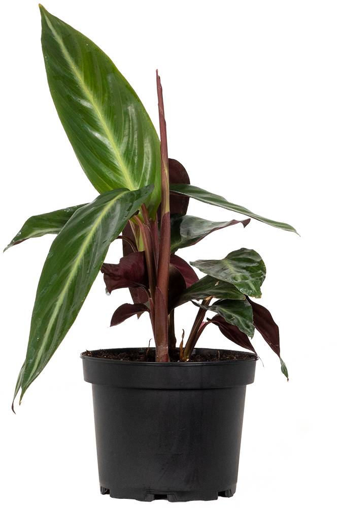 Stromanthe Sanguinea (M)