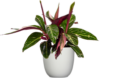 Stromanthe Magic Star (M)