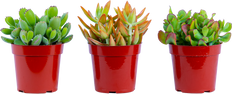 Succulent Trio - Assorted (S)