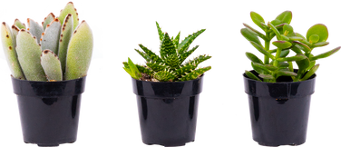 Succulent Trio - Assorted (XS)