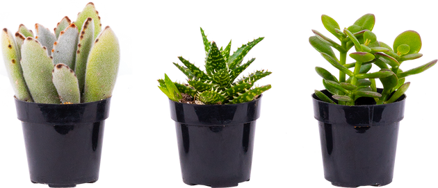 trio of succulents Succulent Trio - Assorted | 2.5" Pot | Easy Care