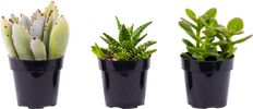Succulent Trio - Assorted (XS)