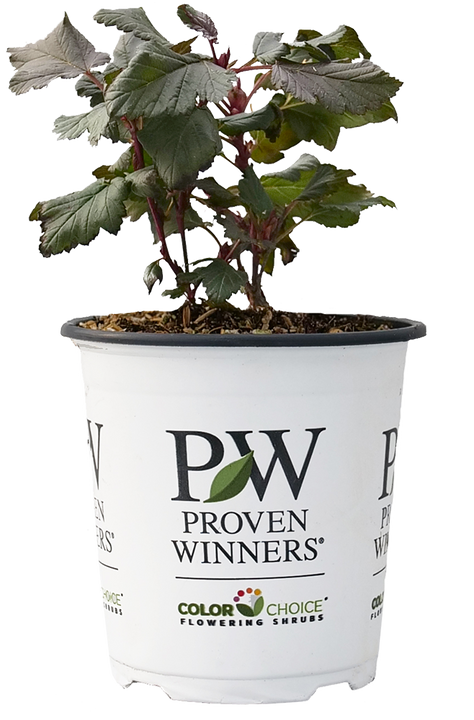 Summer Wine® | Ninebark Physocarpus Opulifolius (S) | Proven Winners®