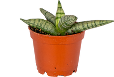 Sansevieria Boncel (XS)