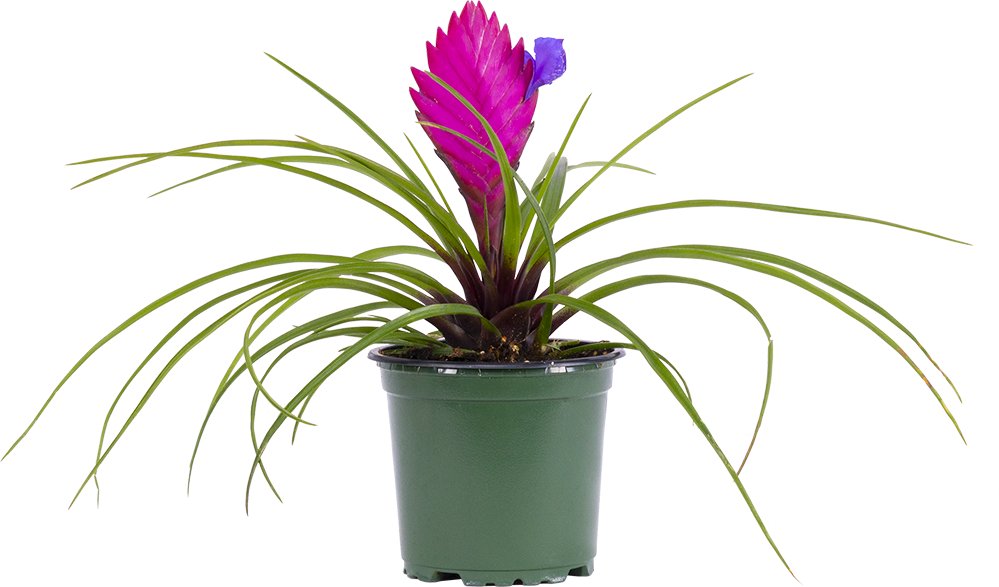 Tillandsia Wallisia Cyanea (S) | Pink Quill