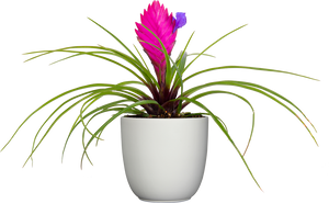 Tillandsia cyanea ‘White' T'S TROPICALS Tillandsia Wallisia Cyanea | Pink Quill | | Easy Care