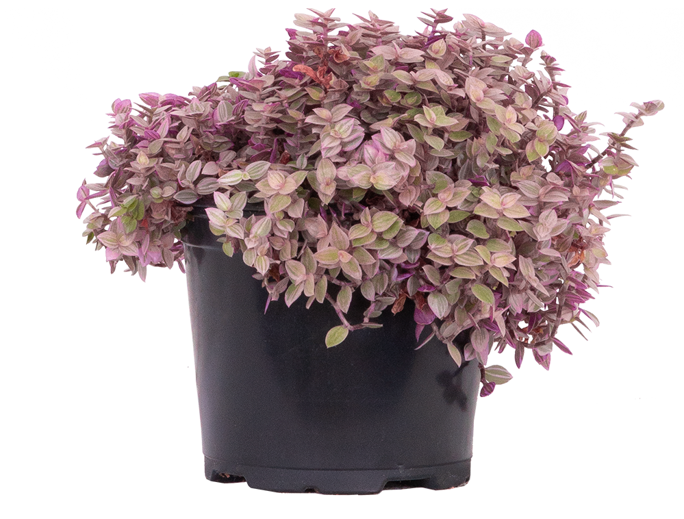 Callisia repens 'Pink Panther' | Callisia Pink Panther (M)