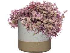 Callisia repens 'Pink Panther' | Callisia Pink Panther (M)