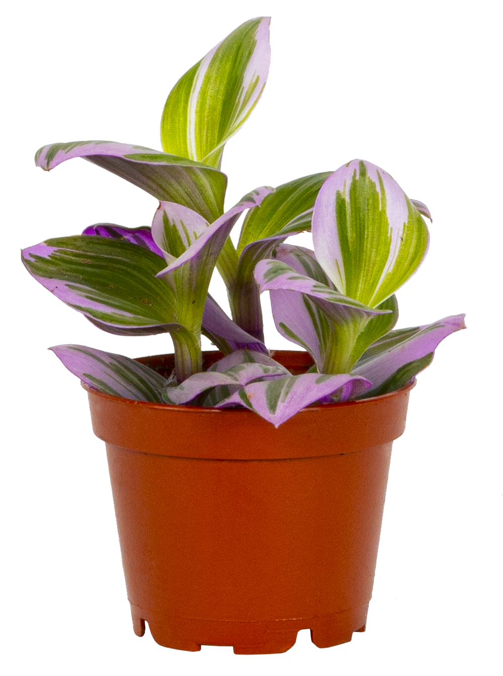 Tradescantia Nanouk (XS)