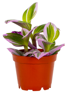 Tradescantia Nanouk (XS)