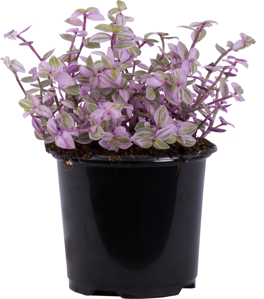Callisia repens 'Pink Panther' | Callisia Pink Panther (S)