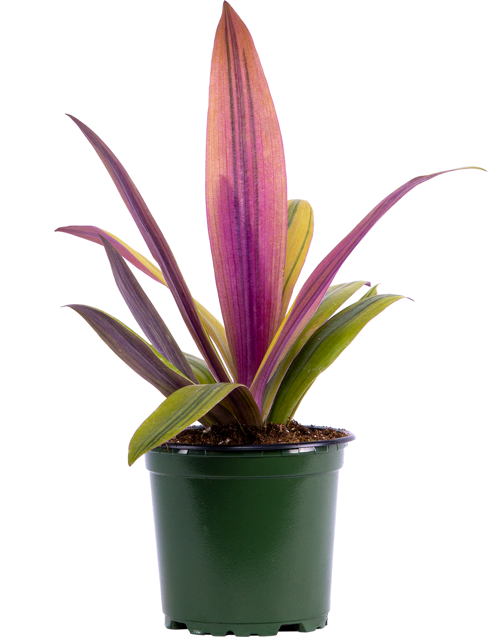 Tradescantia Sunny Star (S)