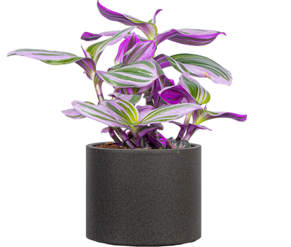 Tradescantia Nanouk (S)