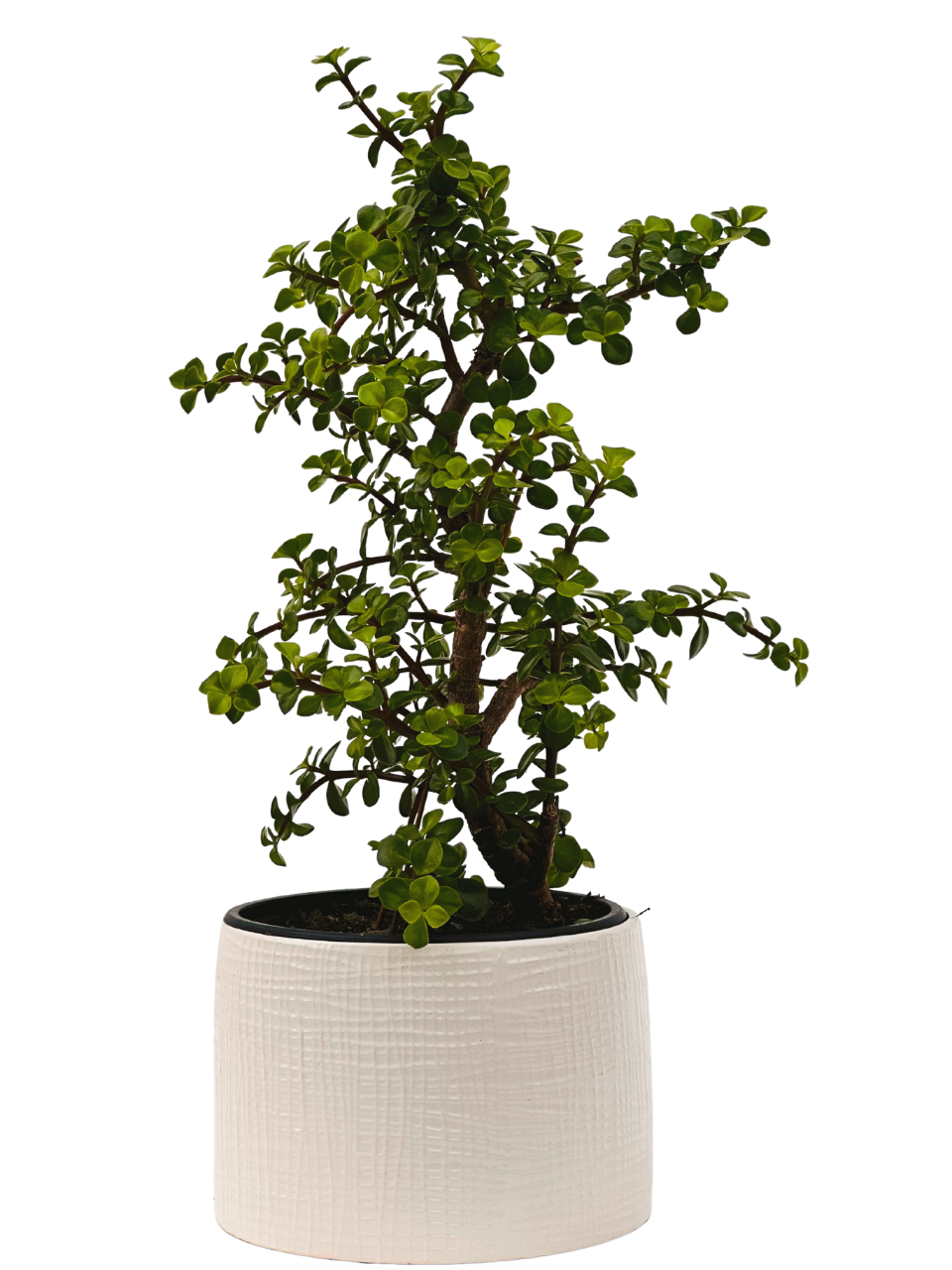 Crassula | Dwarf Jade Bonsai With Pot | 8