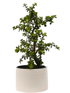 Crassula | Dwarf Jade Bonsai With Pot  (L)