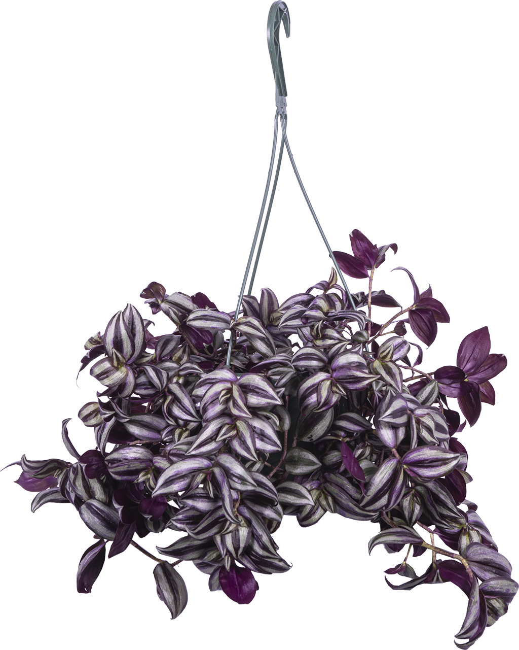 Tradescantia Zebrina | Wandering Plant (L)