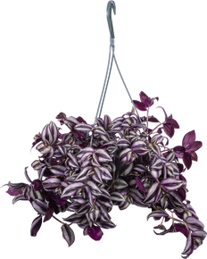 Tradescantia Zebrina | Wandering Plant (L)