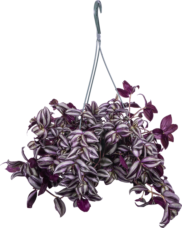 house plant wandering jew Tradescantia Zebrina | Wandering Plant | 8" Pot | Easy Care Houseplant