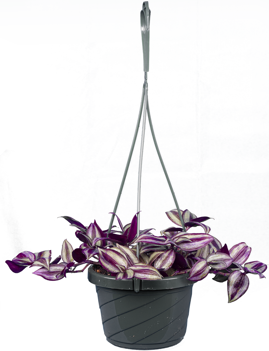 Tradescantia Zebrina | Wandering Plant (M)