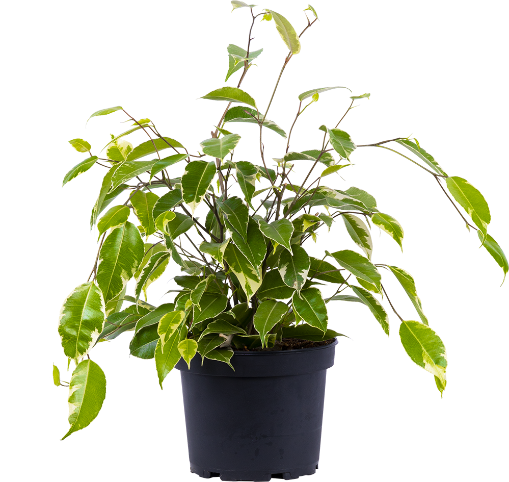 Variegated Ficus Benjamina | Weeping Fig (M)