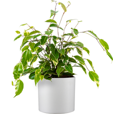 Variegated Ficus Benjamina | Weeping Fig (M)
