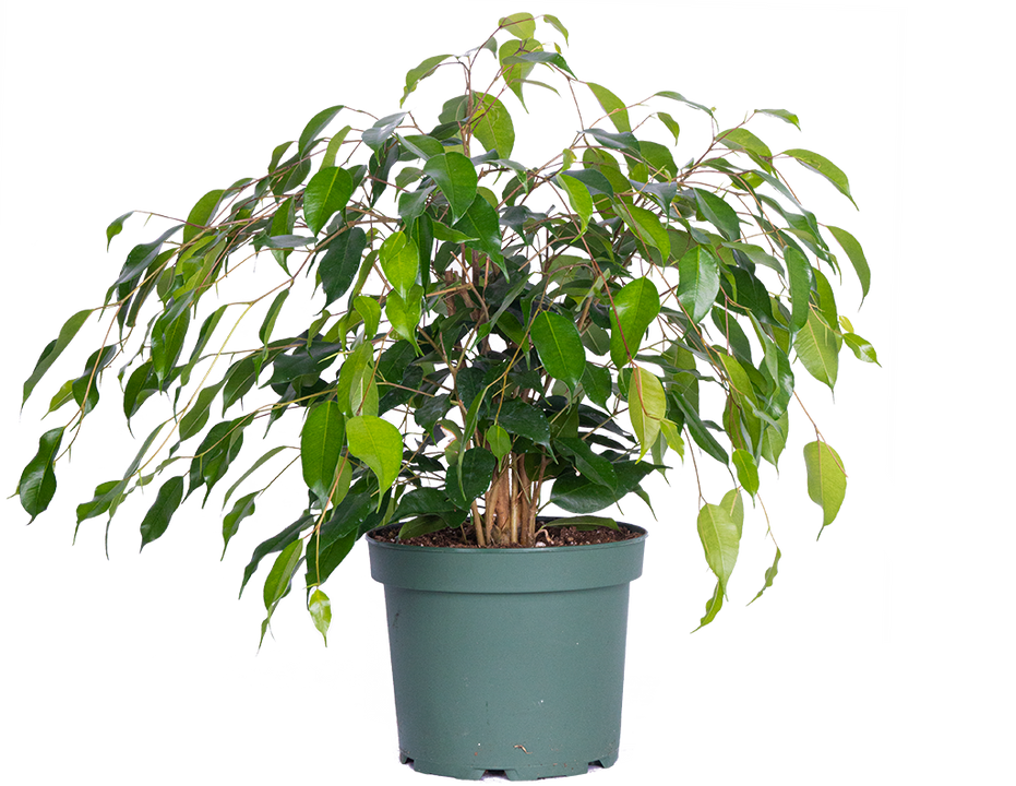 Ficus Benjamina | Weeping Fig (L)