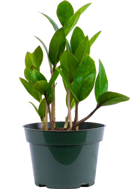 Zamioculcas (S) | ZZ Plant