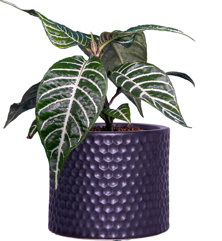 Aphelandra Squarrosa Zebra Plant 4" Pot Pet Friendly Houseplant