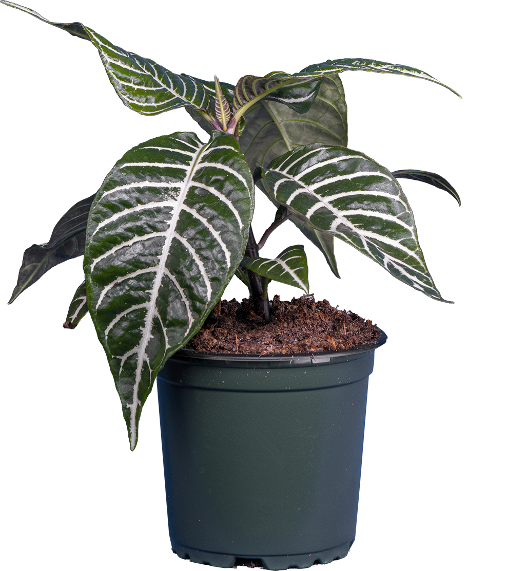 Aphelandra Squarrosa | Zebra Plant (S)