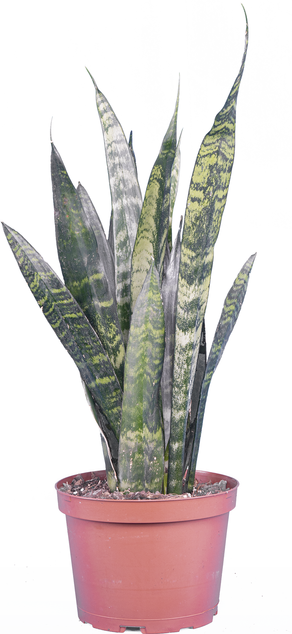 Sansevieria Zeylanica | Snake Plant (M)