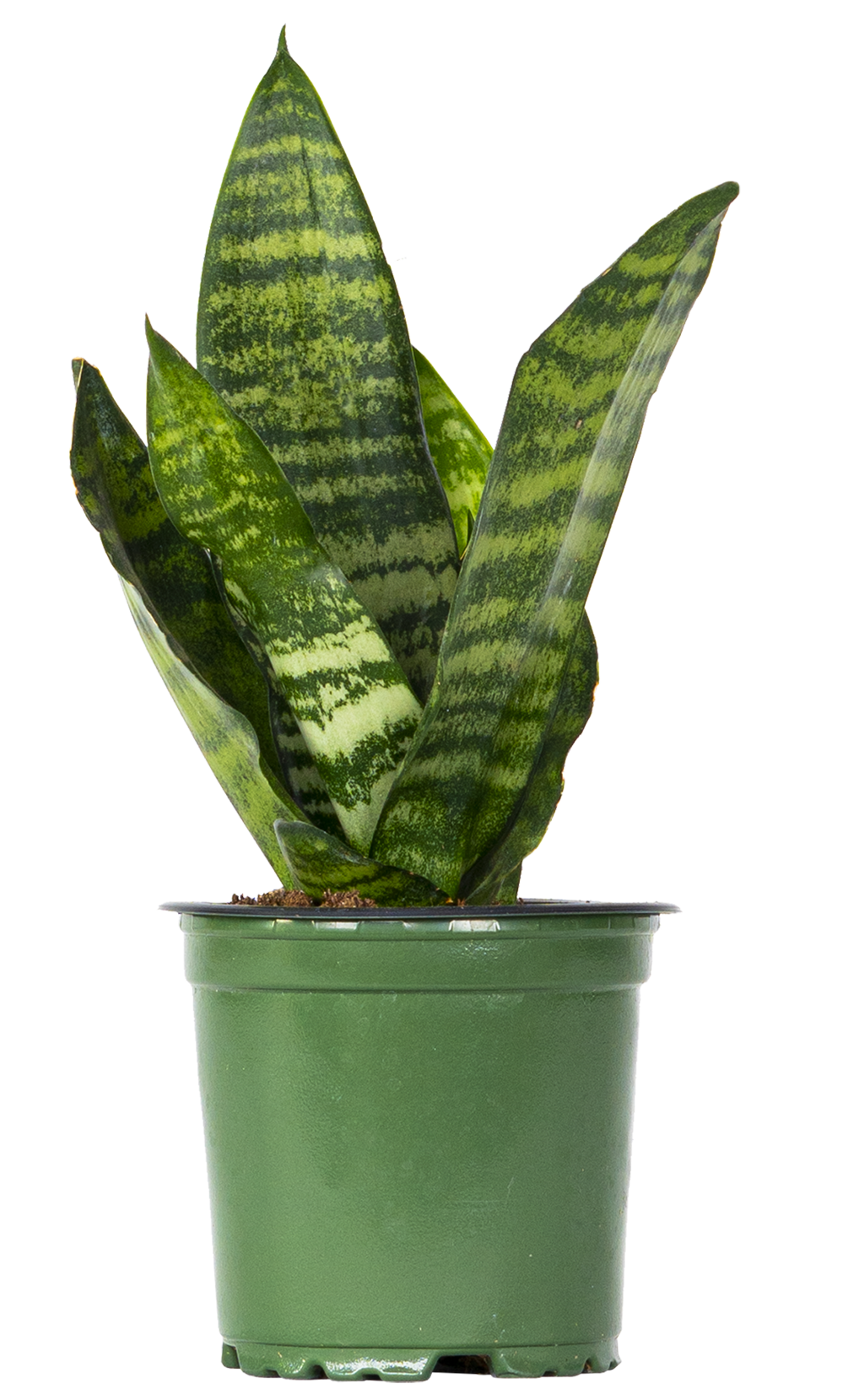 Sansevieria Zeylanica | Snake Plant (S)