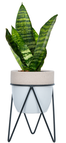 Sansevieria Zeylanica | Snake Plant (S)