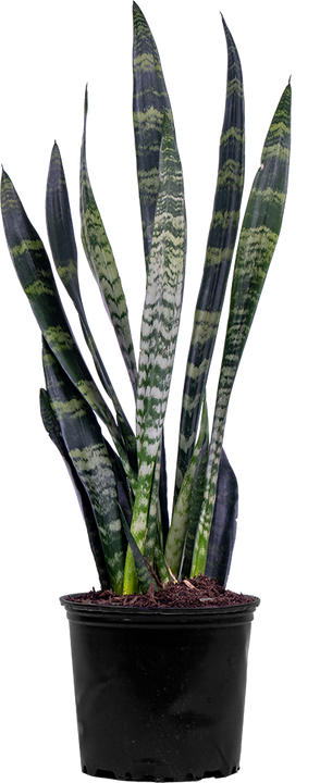 Sansevieria Zeylanica | Snake Plant (L)