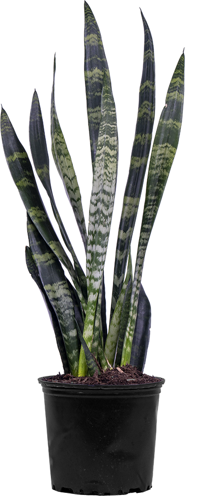 Sansevieria Zeylanica | Snake Plant (L)