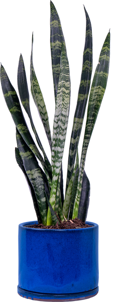 snake plant canada Sansevieria Zeylanica | Snake Plant | 8" Pot | Easy Care Houseplant
