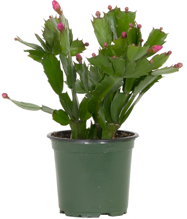 Schlumbergera Truncata | Zygo Holiday Cactus (S)