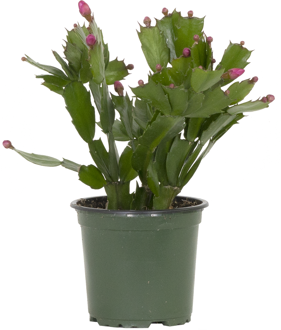 Schlumbergera Truncata | Zygo Holiday Cactus (S)