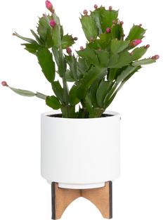 Schlumbergera Truncata | Zygo Holiday Cactus (S)