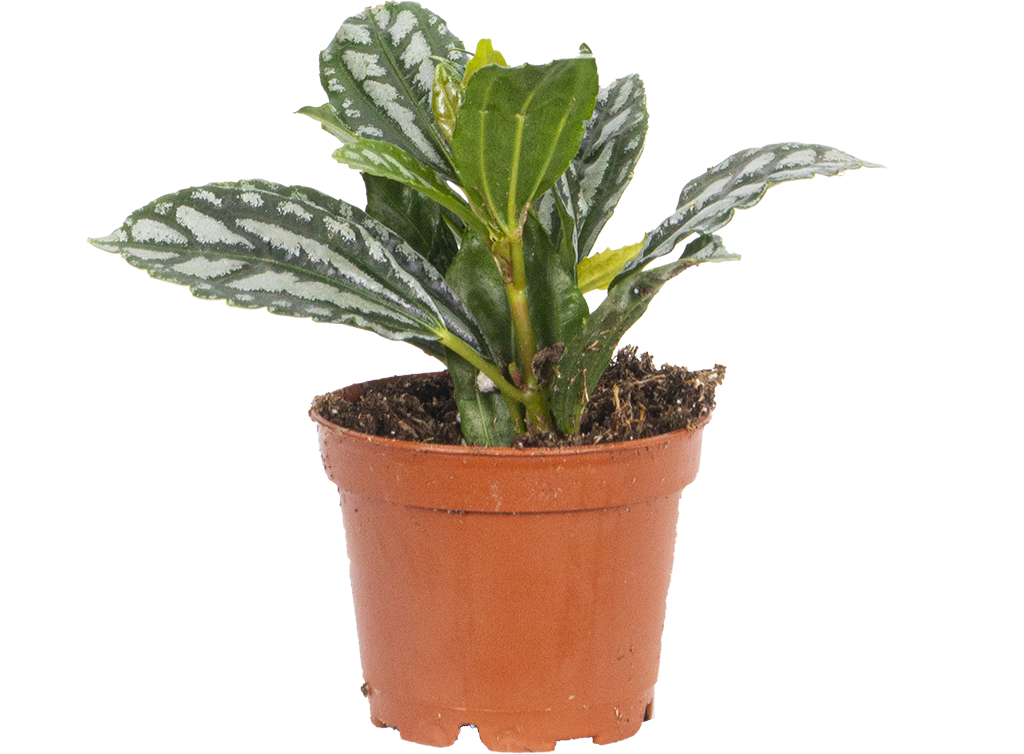 Pilea Cadierei | Aluminum plant (XS)