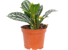 Pilea Cadierei | Aluminum plant (XS)