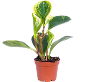 Peperomia Obtusifolia (XS)