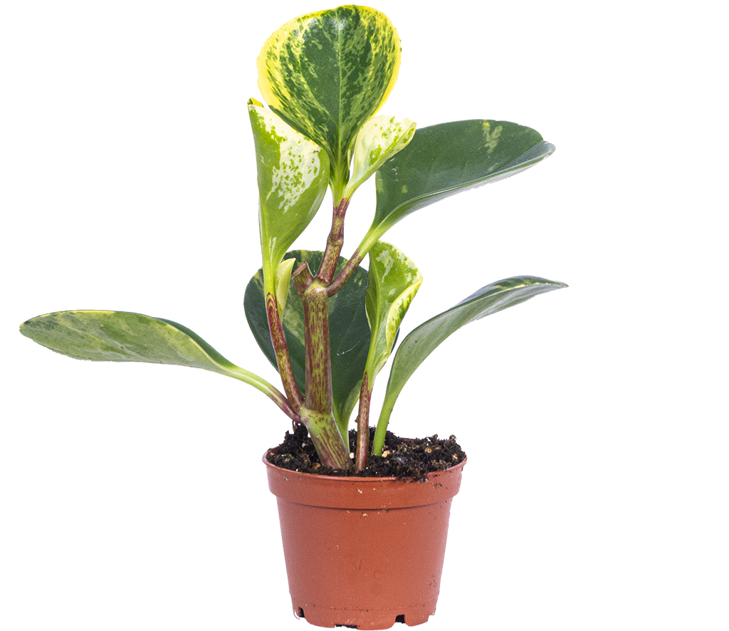 Peperomia Obtusifolia (XS)