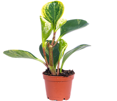 Peperomia Obtusifolia (XS)