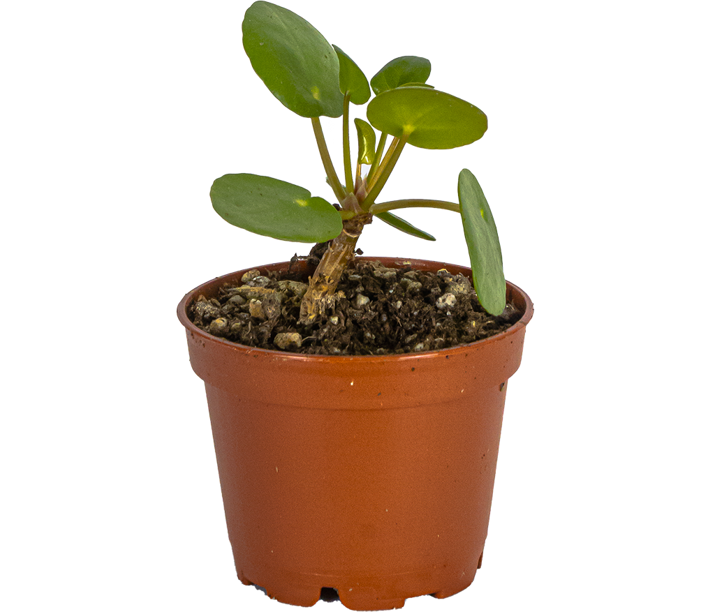 Pilea Peperomioides | Pancake Plant (XS)