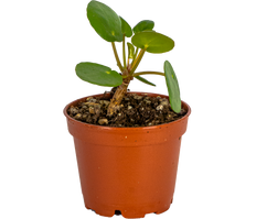Pilea Peperomioides | Pancake Plant (XS)